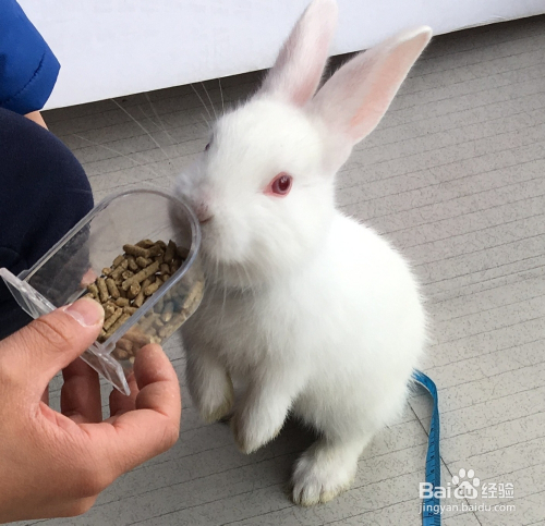 宠物兔子喂食