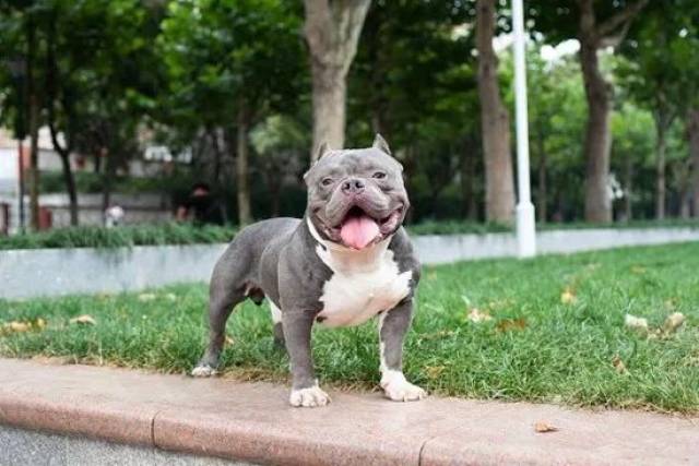 北京恶霸犬舍