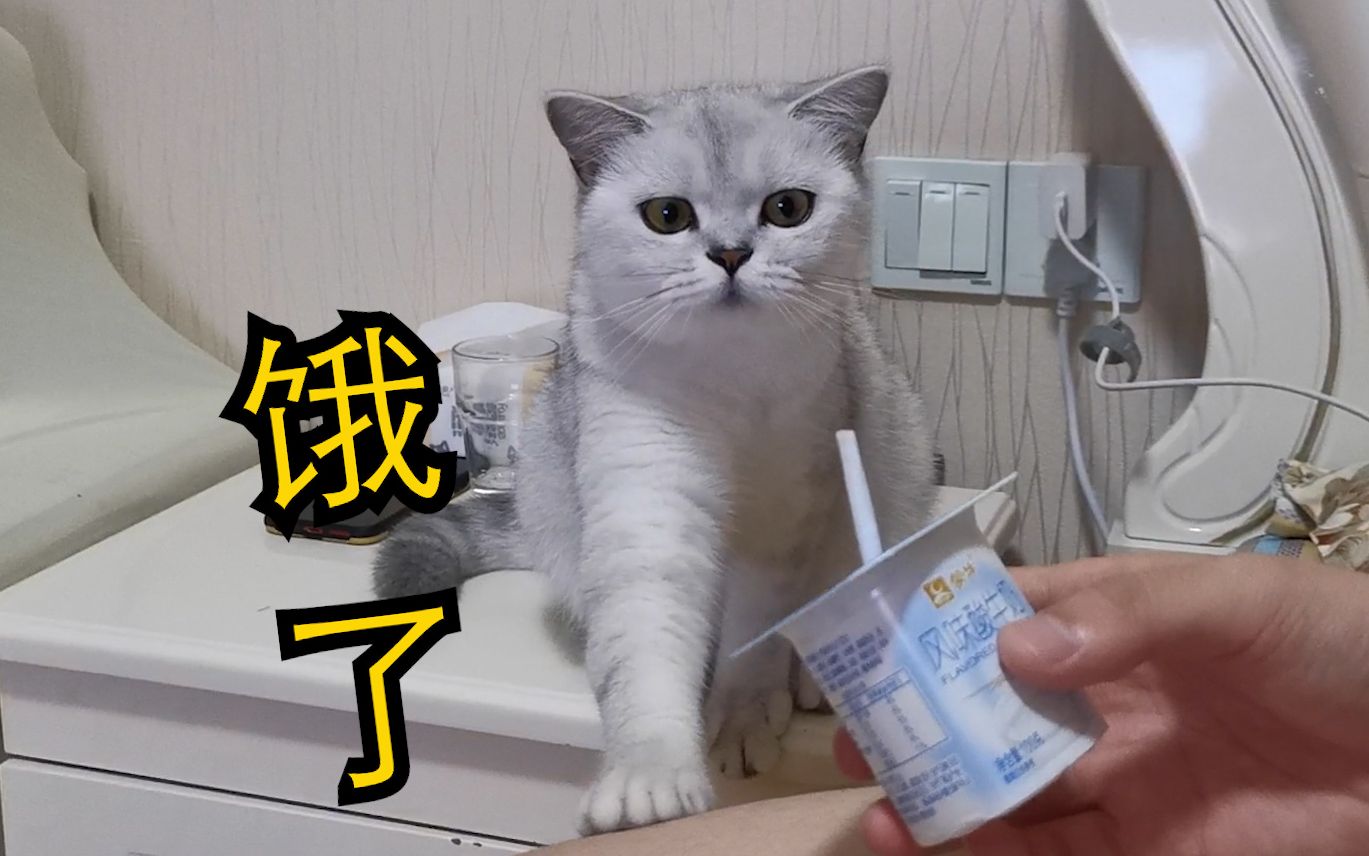 猫能喝酸奶吗-宠物猫能喝酸奶吗