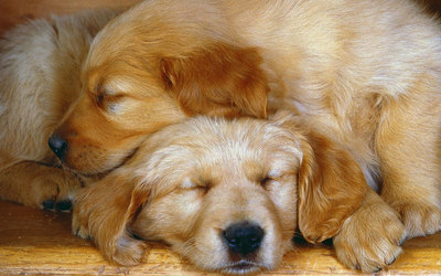 宠物狗睡觉-宠物狗睡觉发抖是什么原因