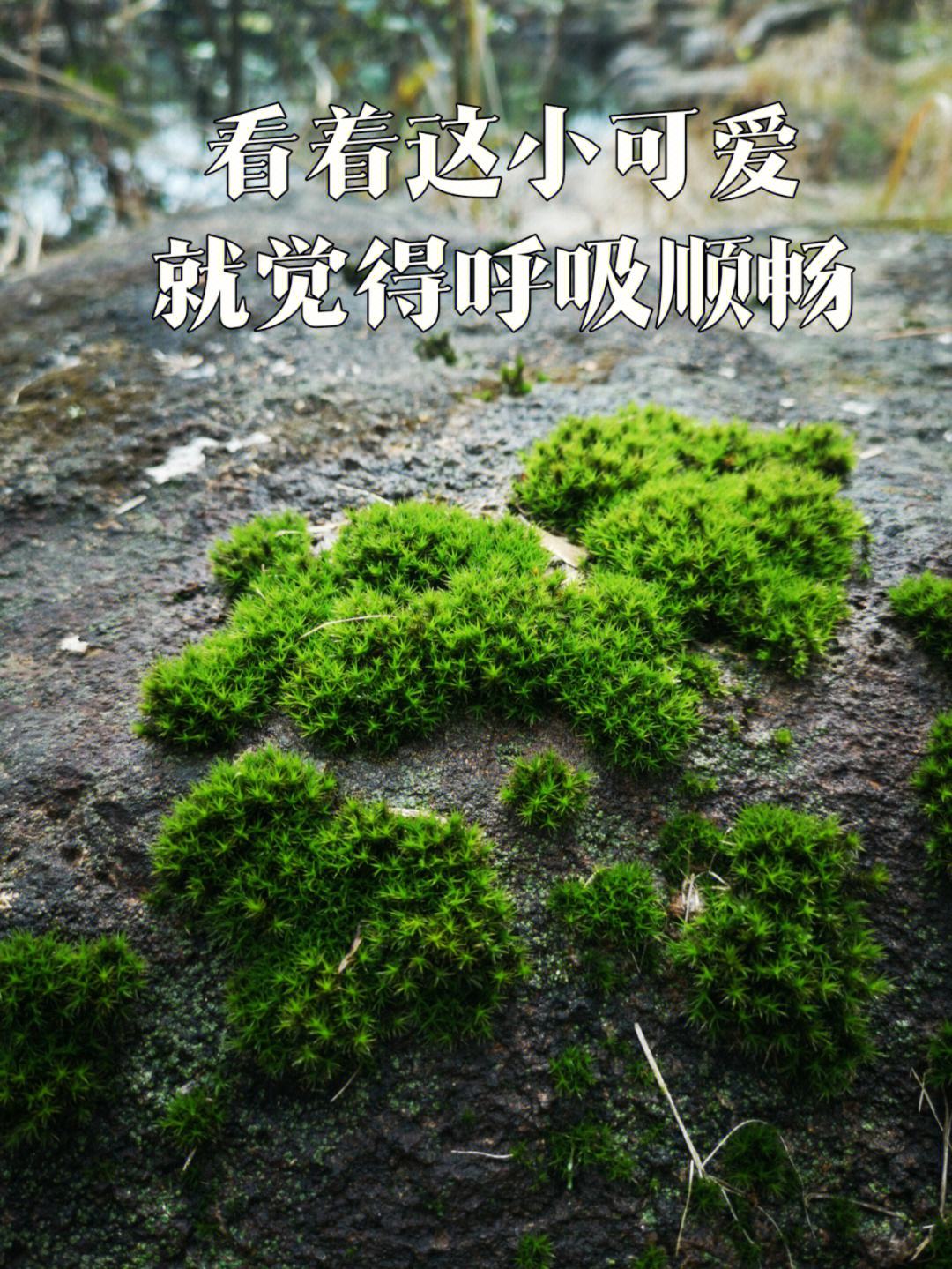 苔藓的种类-苔藓的种类与辨别图片