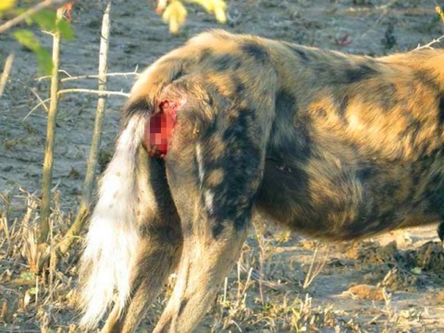 野狗交配视频