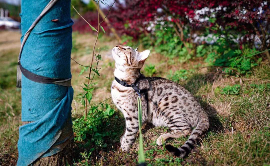 亚洲豹猫是宠物吗