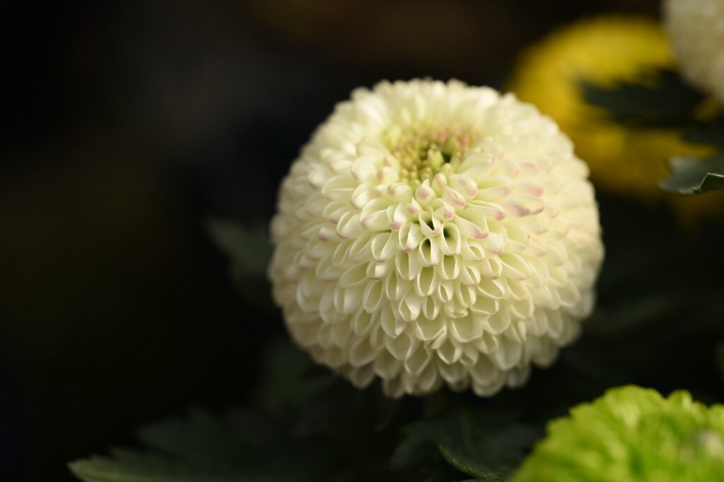 菊科植物有哪些