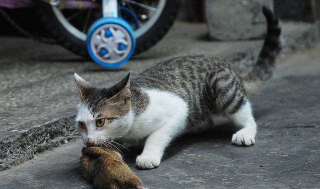 黄鼠狼怕猫吗-黄鼠狼怕猫吗百科