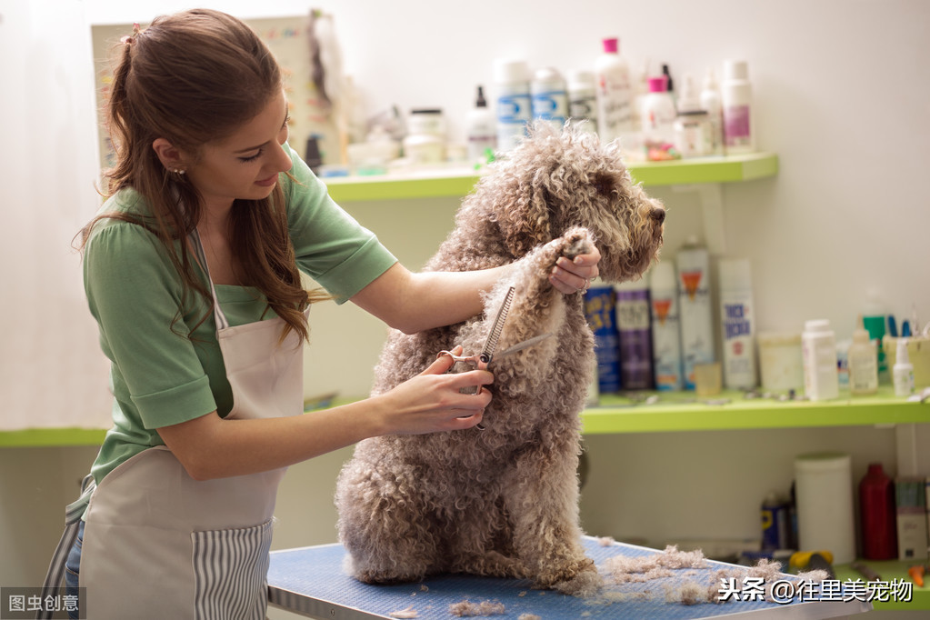 宠物美容业现状