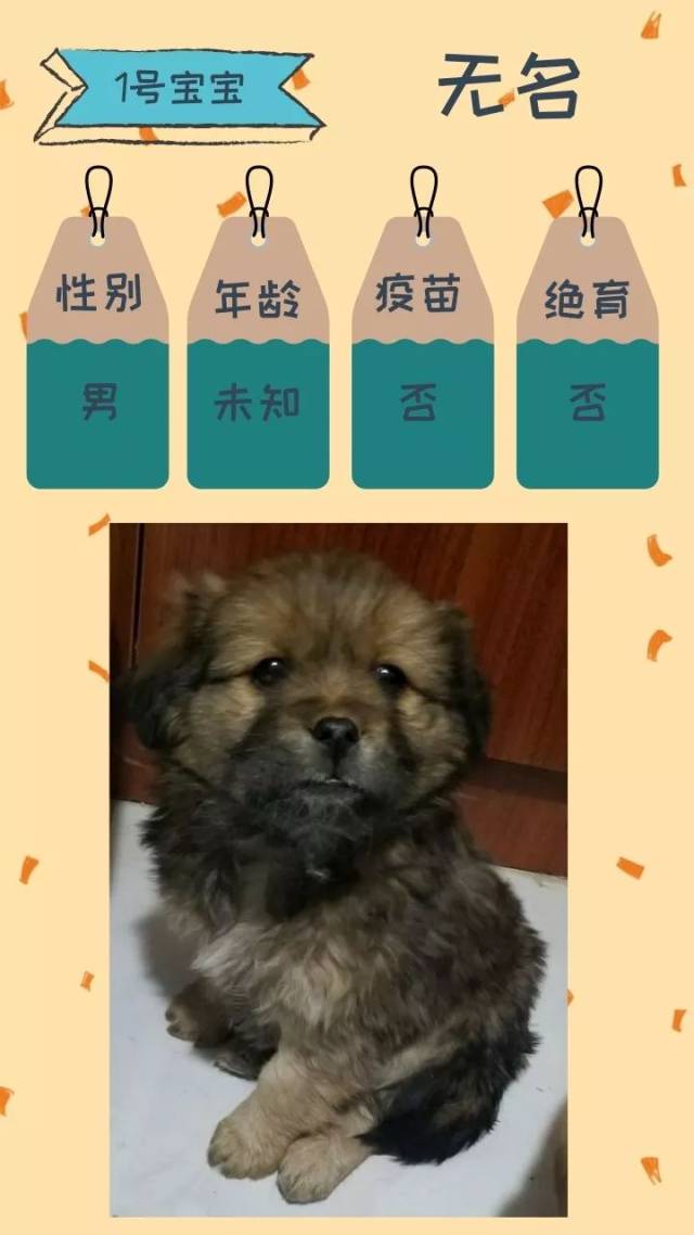 宠物犬领养