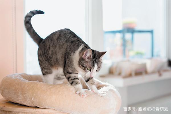 猫咪为什么会踩奶