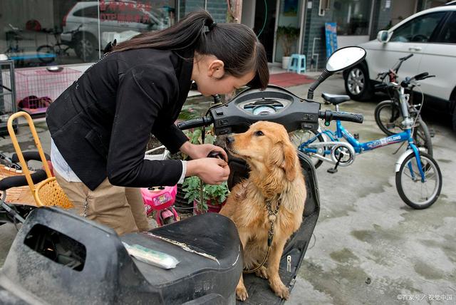 成都市禁养犬种