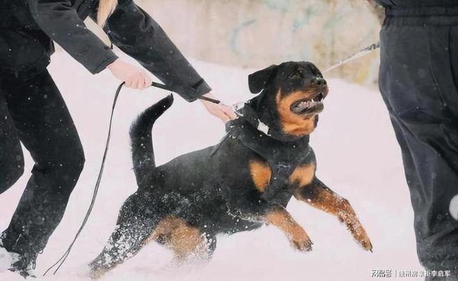 成都市禁养犬种