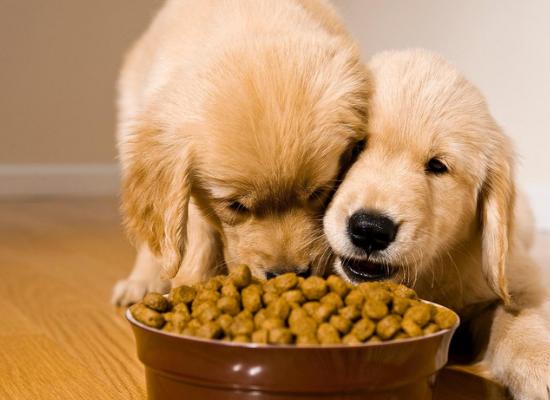 狗能吃辣的东西吗-狗狗绝对不能吃的18种食物