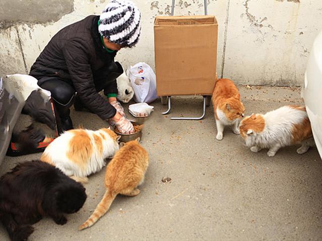 流浪猫吃什么食物