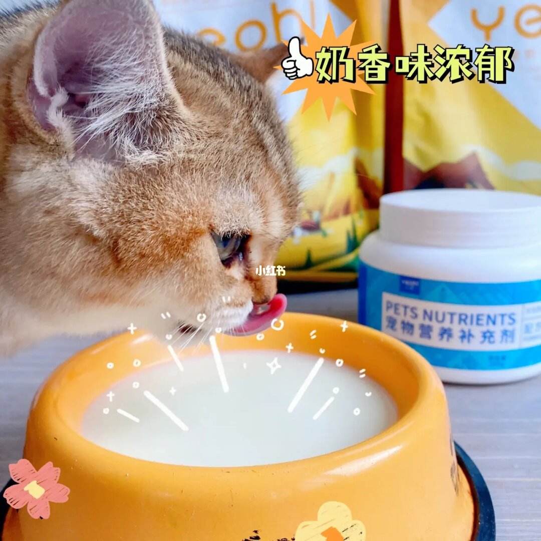 宠物羊奶粉怎么给猫冲