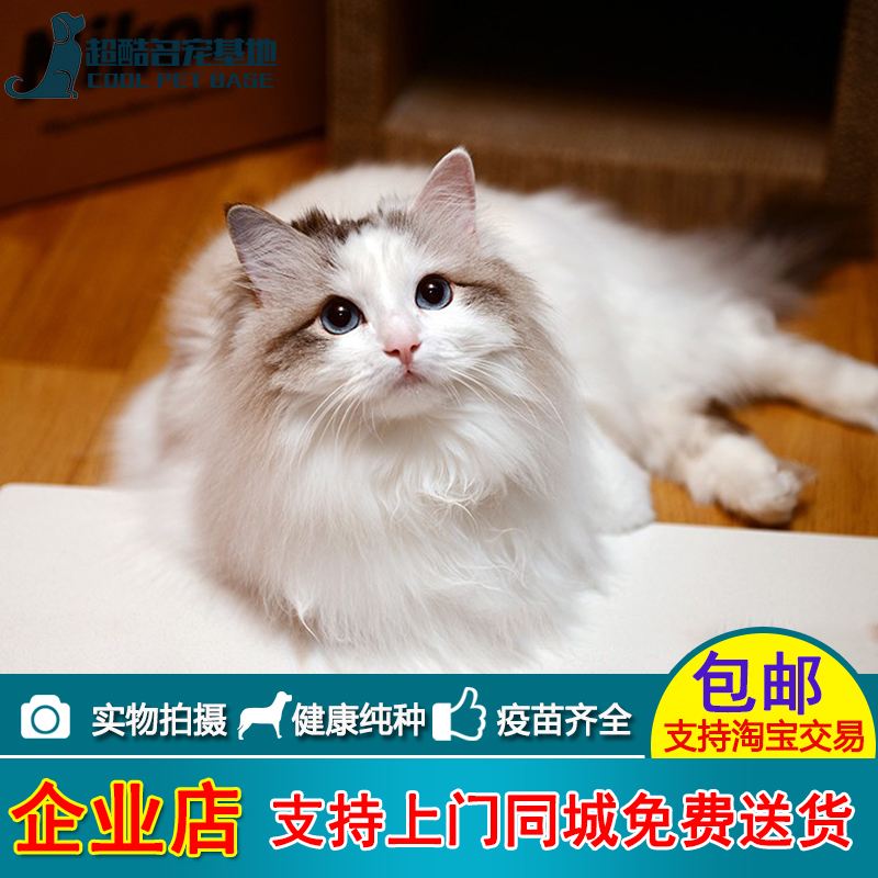 淘宝网宠物猫