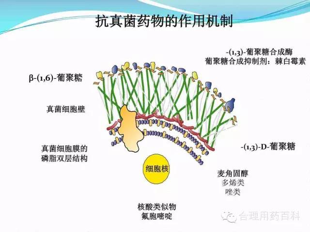 灰黄霉素宠物