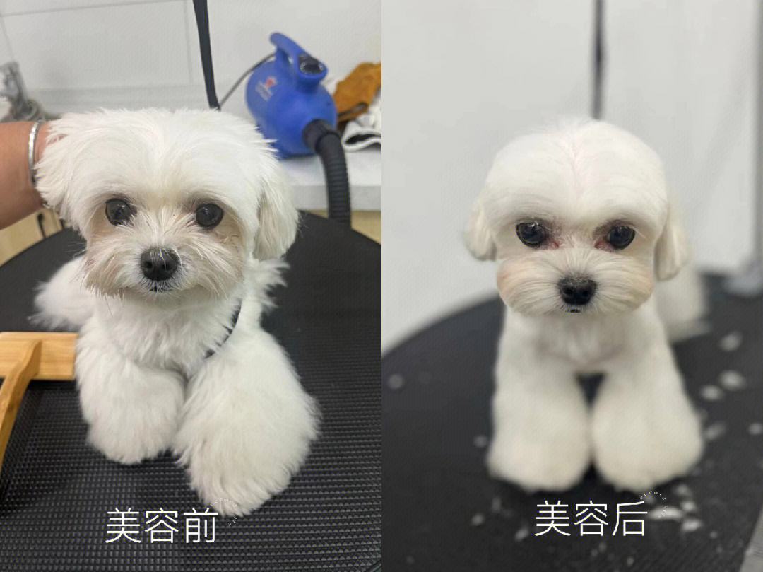 宠物犬美容视频-宠物犬美容的工具与用品主要有哪些