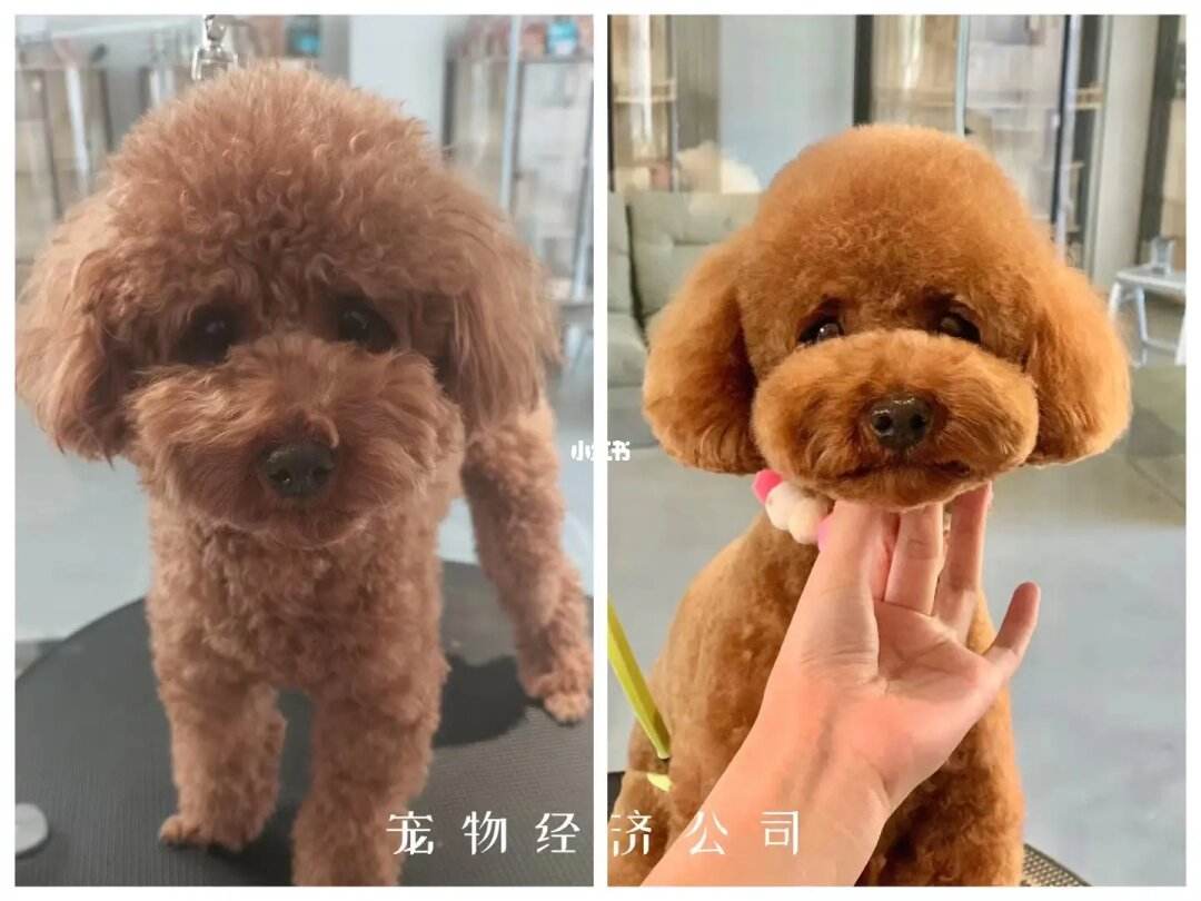 宠物犬美容视频-宠物犬美容的工具与用品主要有哪些