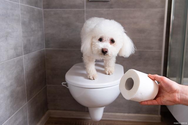 如何教宠物上厕所-如何教宠物狗大小便