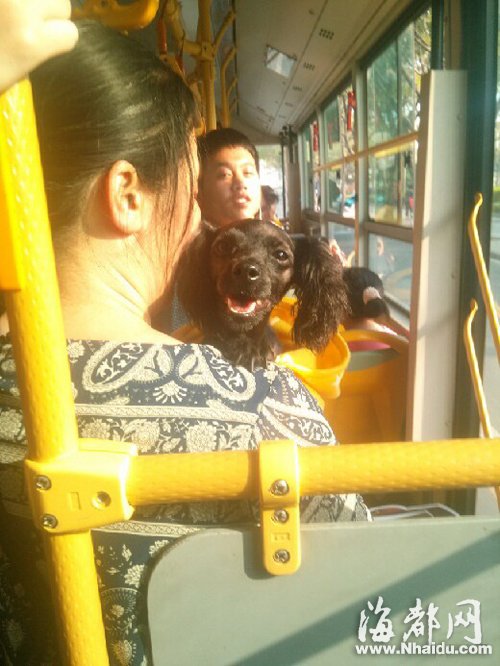 带宠物坐公交车-带宠物坐公交车如何处理