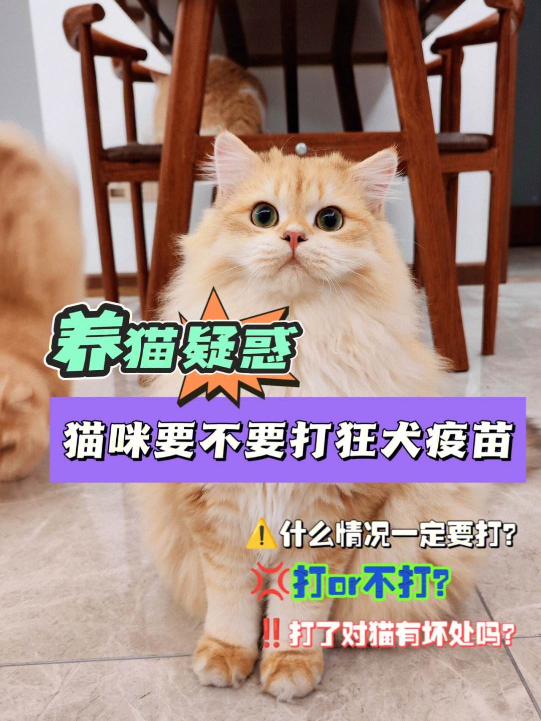 猫打什么疫苗-猫打什么疫苗多少钱