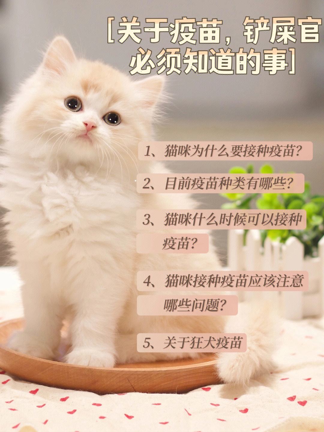 猫打什么疫苗-猫打什么疫苗多少钱