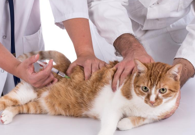 宠物猫如何打疫苗