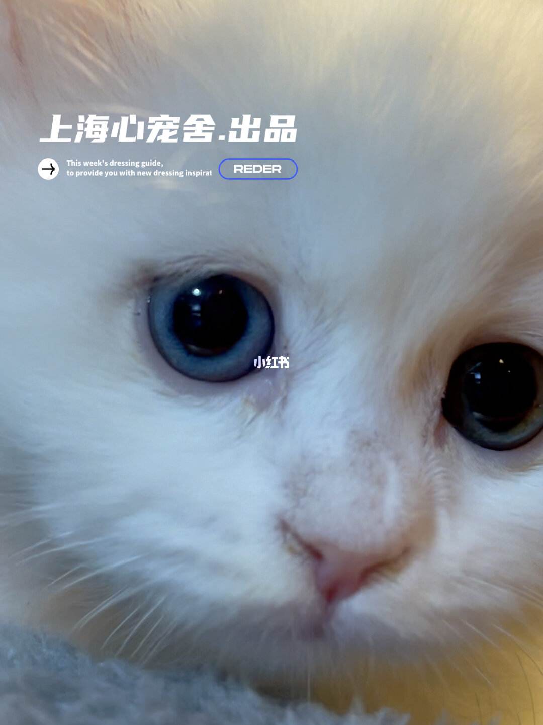 宠物猫寄存-猫咪寄存宠物店好吗