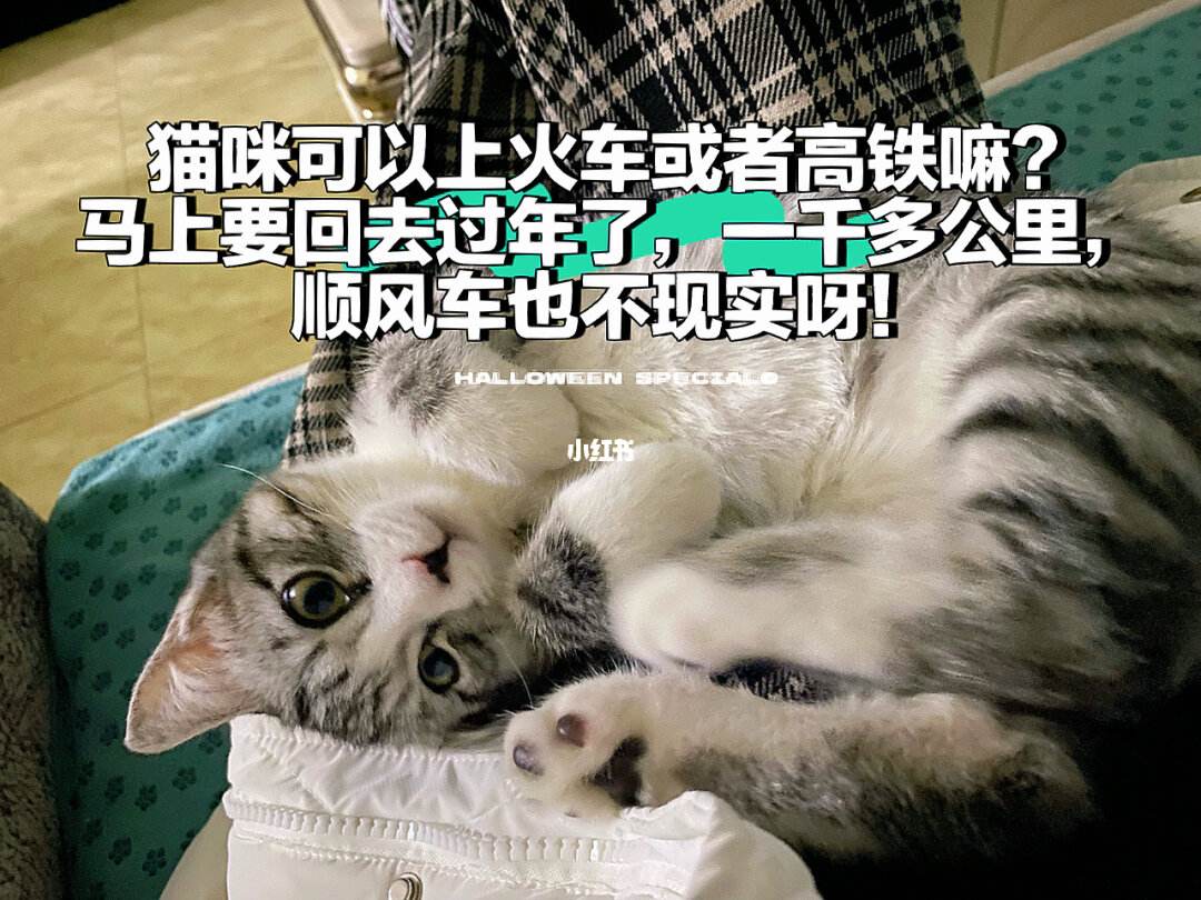 猫能不能上高铁-猫能不能上高铁或者飞机