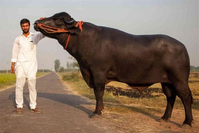 印度宠物牛