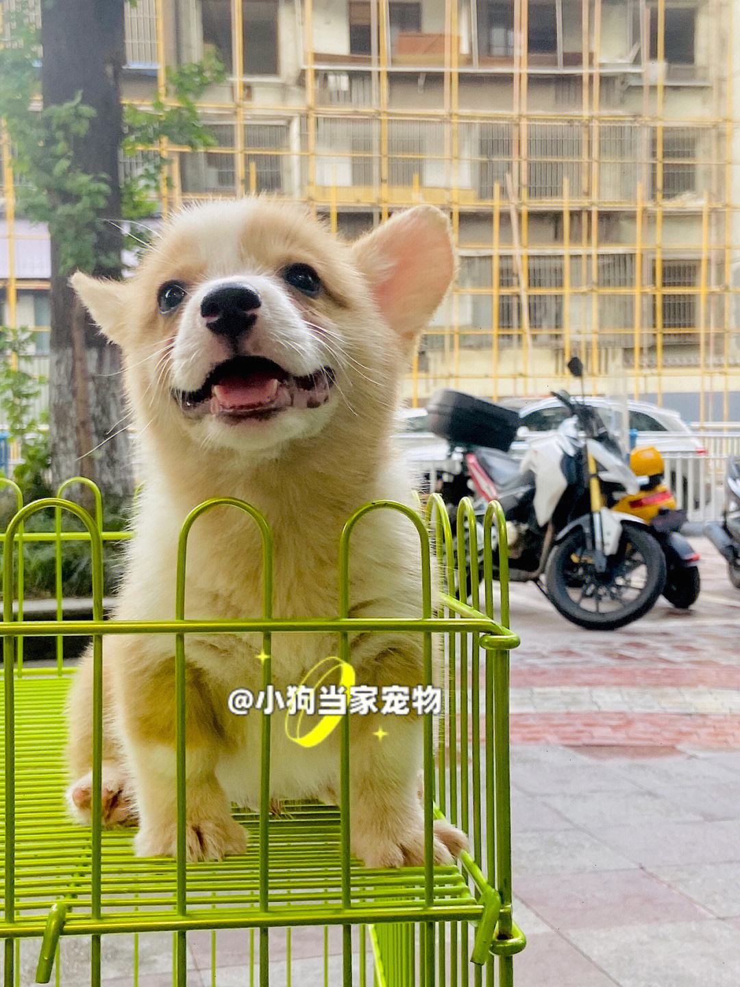 深圳沙井那里有宠物店