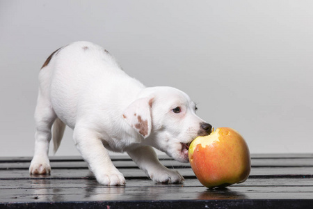 狗可以吃苹果核吗-狗狗可不可以吃苹果核