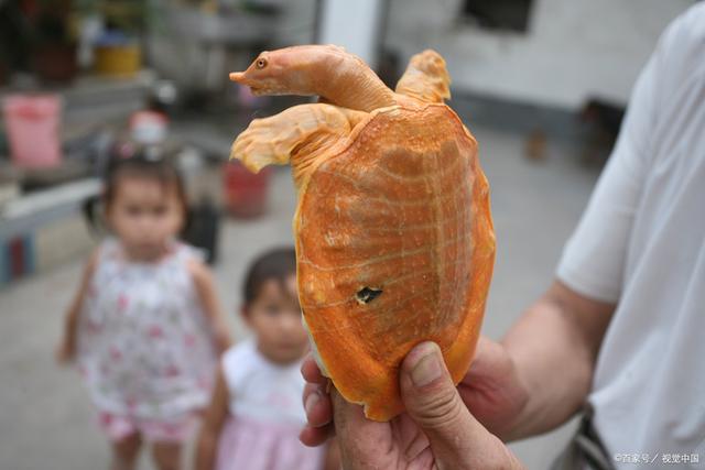 宠物甲鱼食物