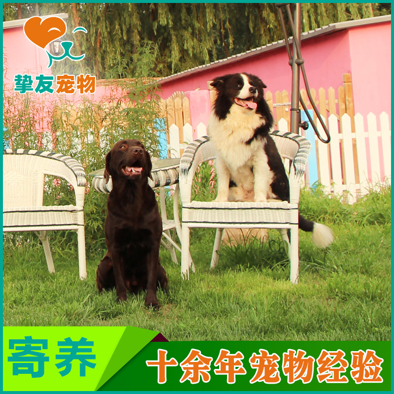 北京宠物协会电话-北京宠物协会电话号码多少