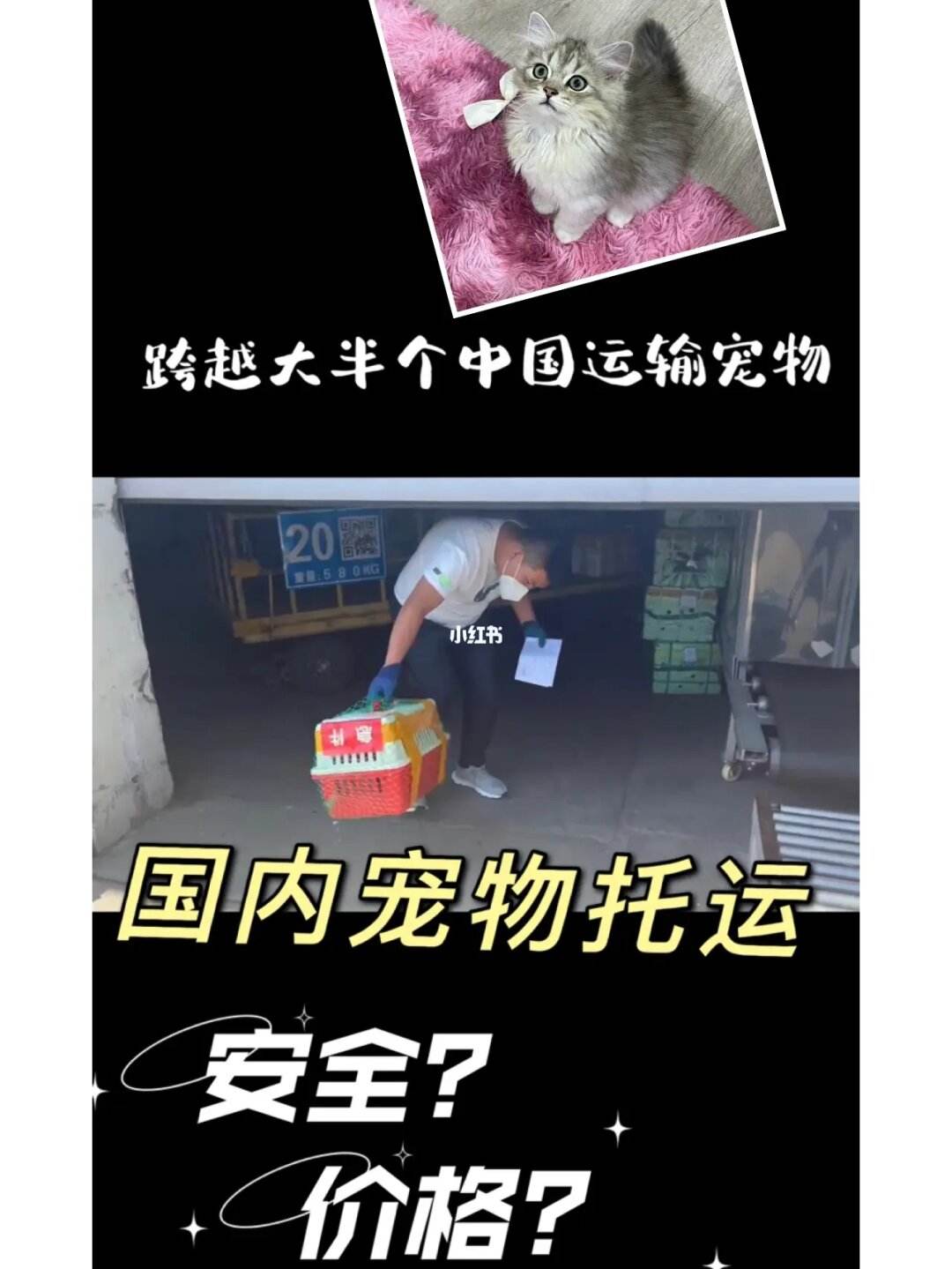 宠物托运到上海