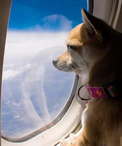 上飞机的宠物-飞机的宠物检疫证明火车可以用吗