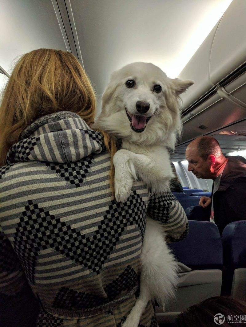 上飞机的宠物-飞机的宠物检疫证明火车可以用吗