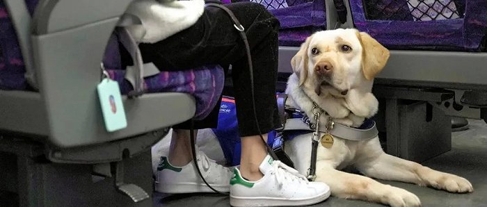 乘火车能带宠物狗吗