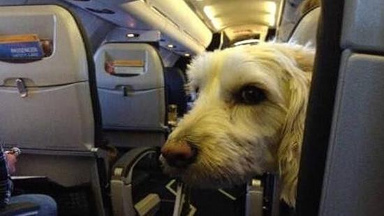 宠物客舱携带-国内航班带宠物上客舱