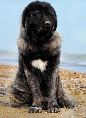 高加索山脉犬