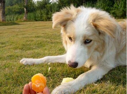 狗能吃桔子吗