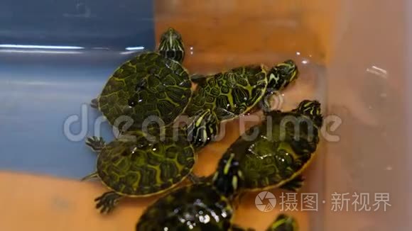宠物海龟品种-宠物海龟品种大全