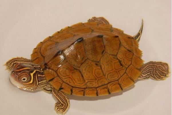 宠物海龟品种-宠物海龟品种大全