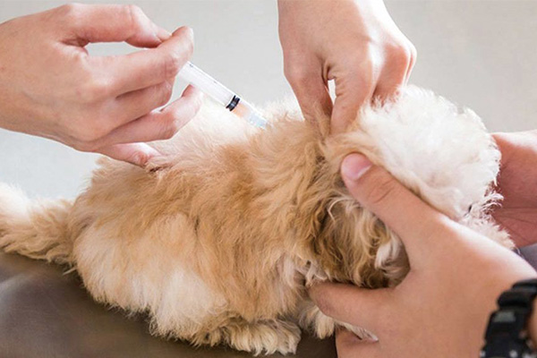 宠物狗疫苗多少钱一针