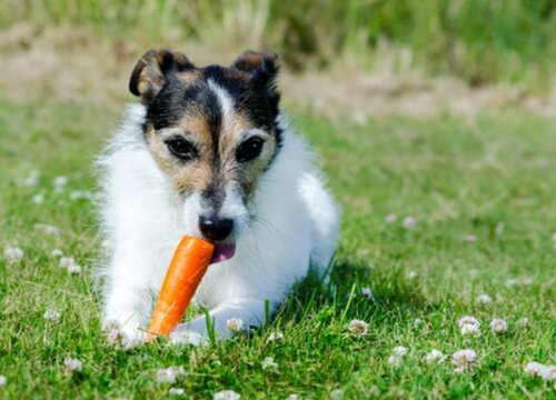 狗能不能吃胡萝卜