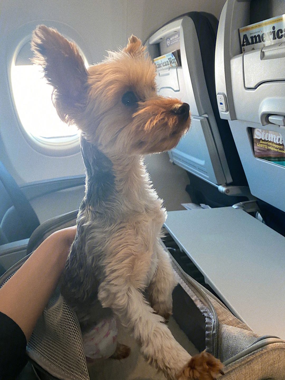 怎么带宠物坐飞机