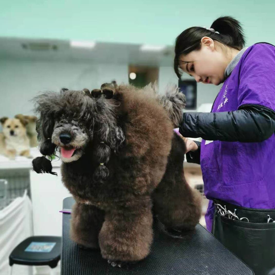 上海宠物课程-上海宠物培训学校