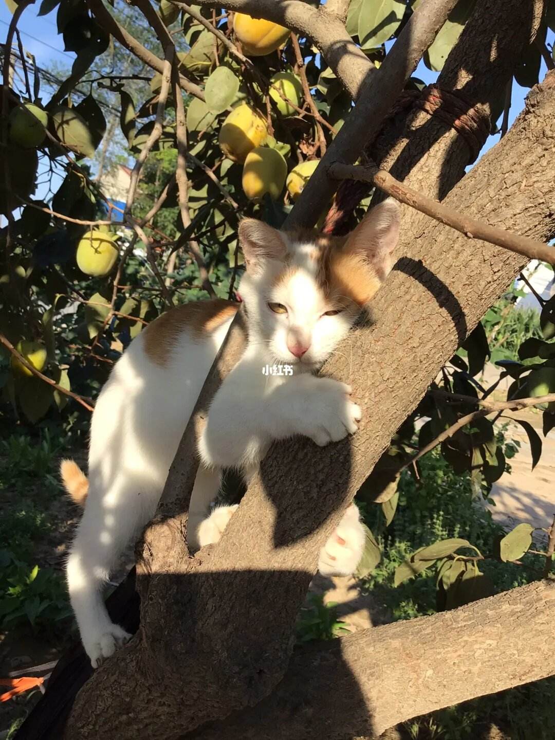 猫会爬树吗-猫会爬树吗百度百科