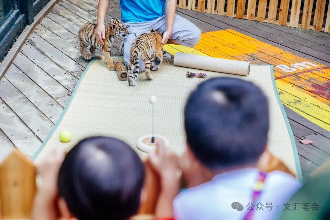 北京宠物猴交易-北京宠物交易平台