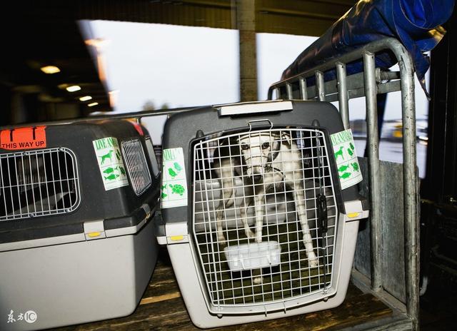 火车托运宠物怎么取-火车托运宠物的流程和注意事项