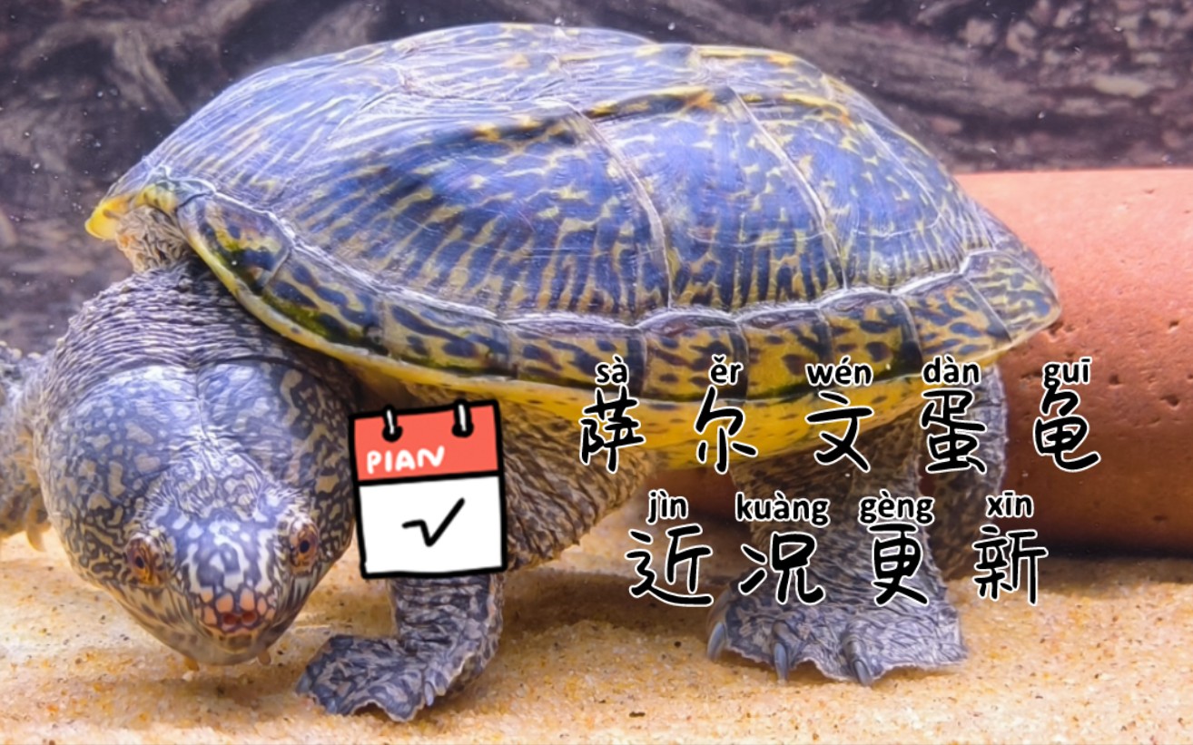 萨尔文蛋龟-萨尔文蛋龟饲养温度